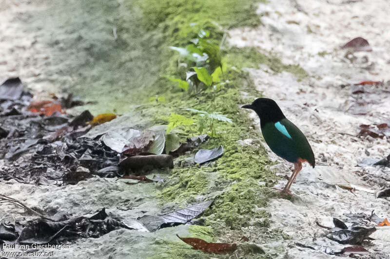 Biak Hooded Pitta