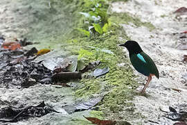 Biak Hooded Pitta