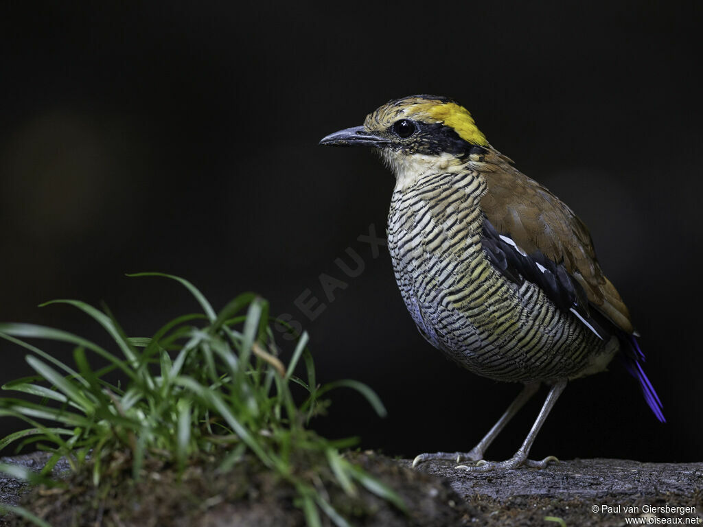 Bornean Banded Pitta female adult