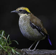 Bornean Banded Pitta