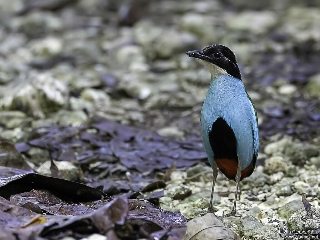 Azure-breasted Pittaadult