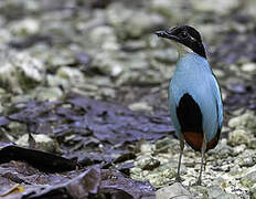 Azure-breasted Pitta