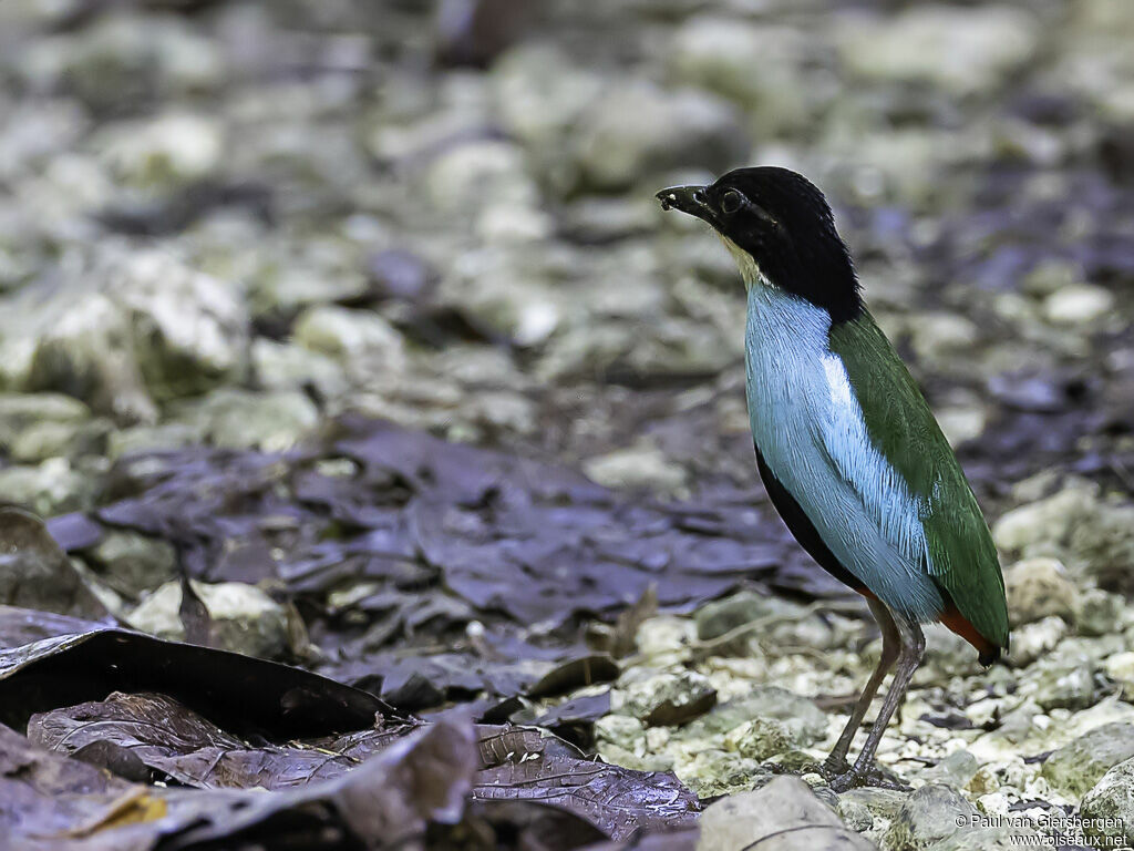 Azure-breasted Pittaadult