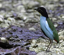 Azure-breasted Pitta