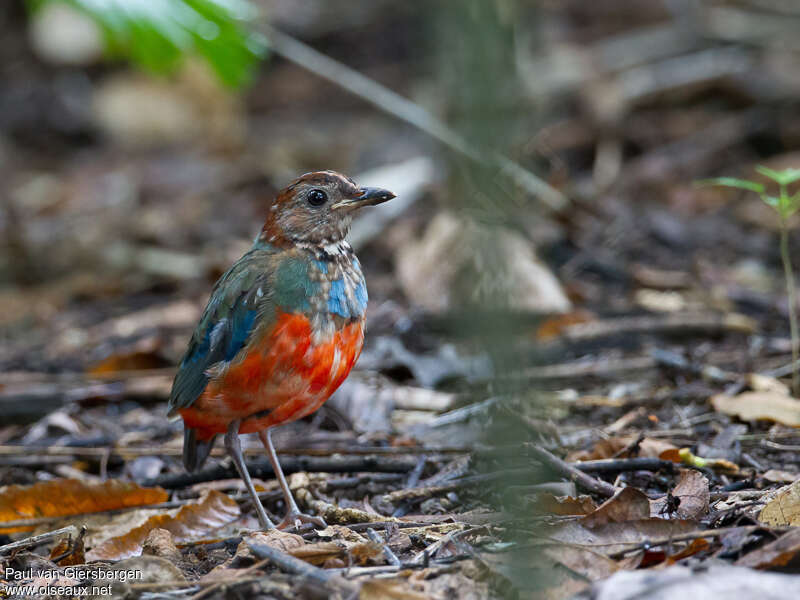 Brève des Célèbes, identification