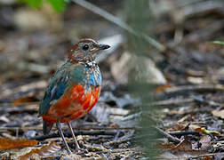 Sulawesi Pitta