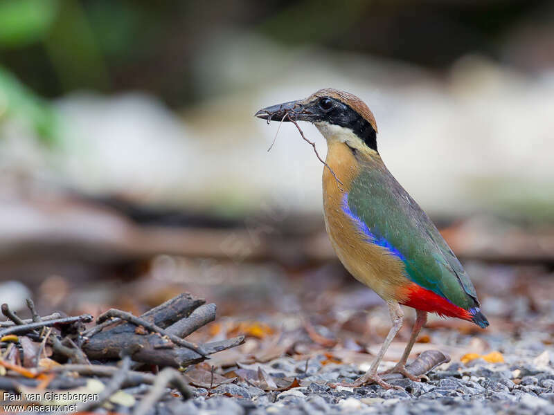 Brève des palétuviersadulte, identification