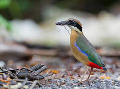 Mangrove Pitta