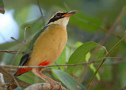 Indian Pitta