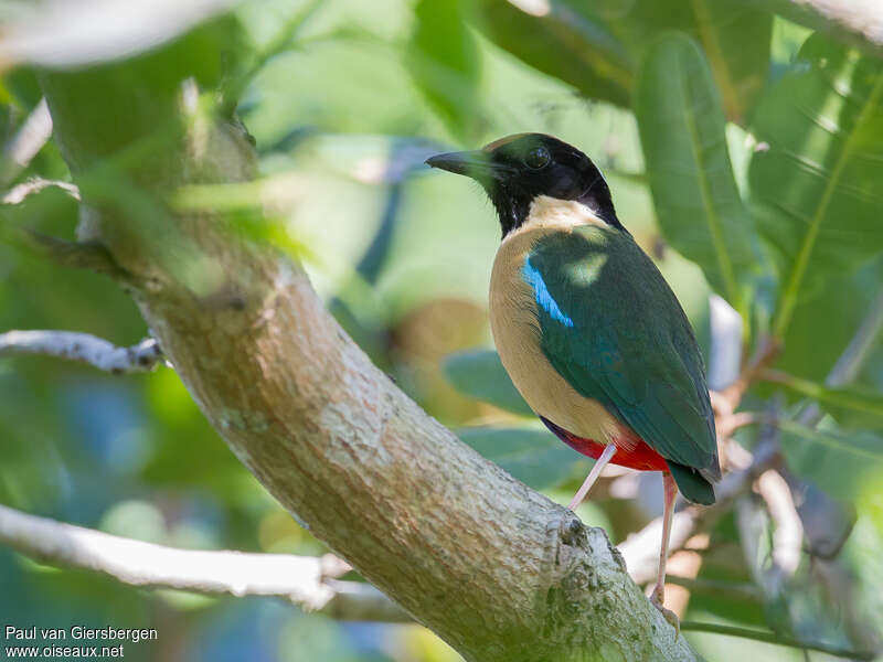 Elegant Pitta