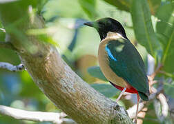 Elegant Pitta