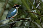 Brève migratrice