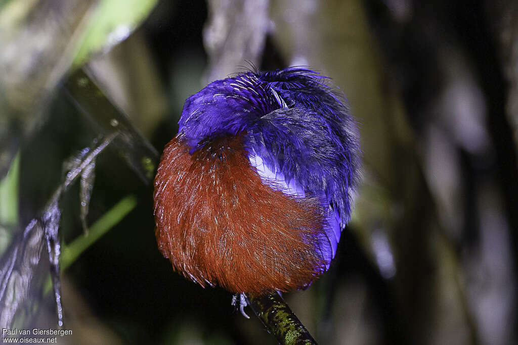 Black-crowned Pittaadult