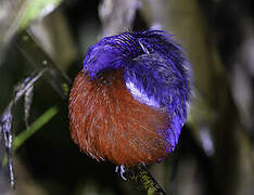 Black-crowned Pitta