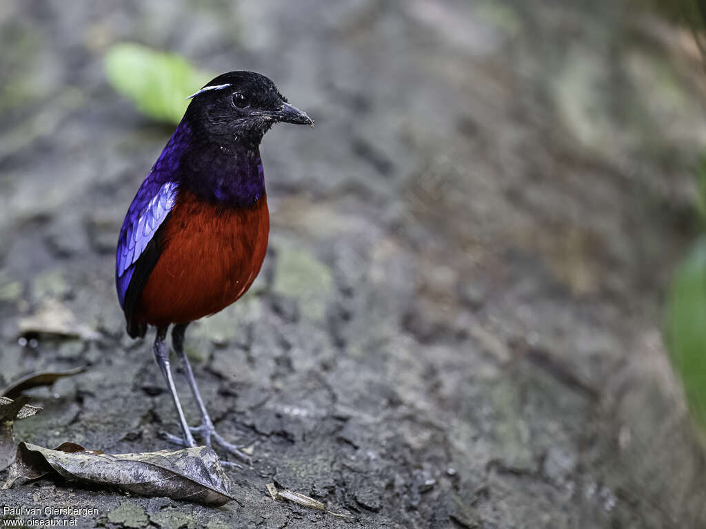 Black-crowned Pittaadult