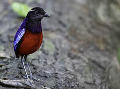 Black-crowned Pitta