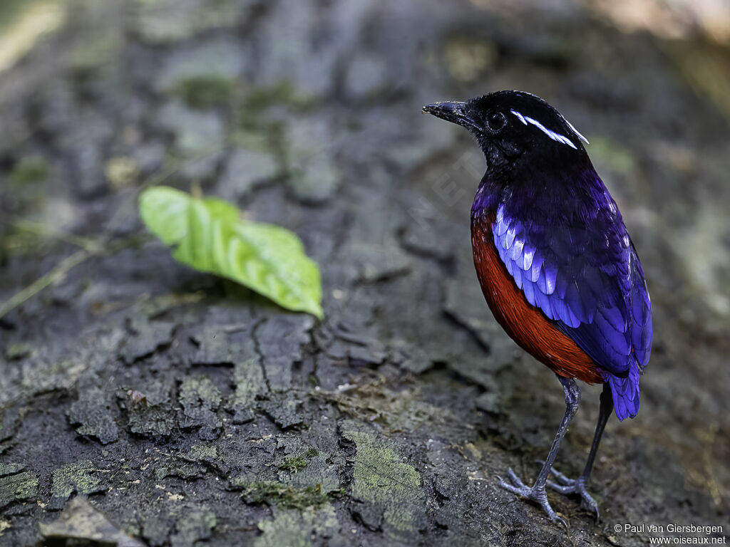 Black-crowned Pittaadult