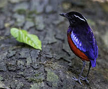 Black-crowned Pitta