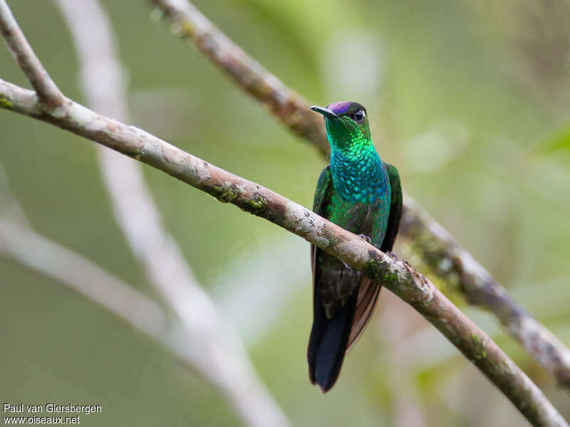 Violet-fronted Brilliant, close-up portrait, pigmentation