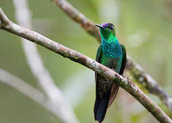 Violet-fronted Brilliant