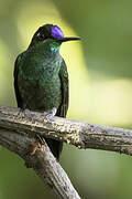 Violet-fronted Brilliant