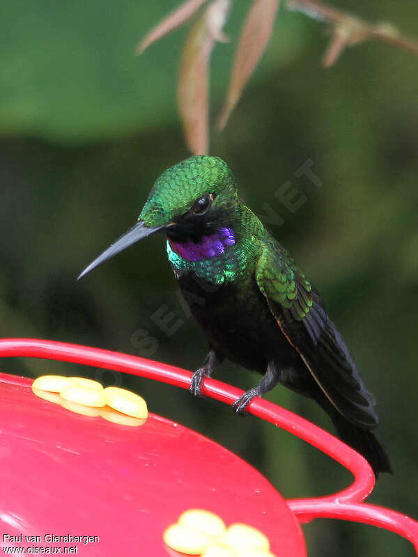 Black-throated Brilliant male adult, close-up portrait