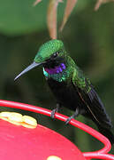 Black-throated Brilliant