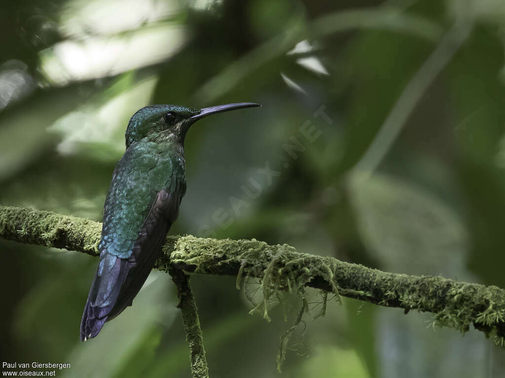 Black-throated Brilliant female adult, identification