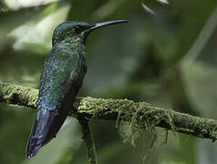 Black-throated Brilliant