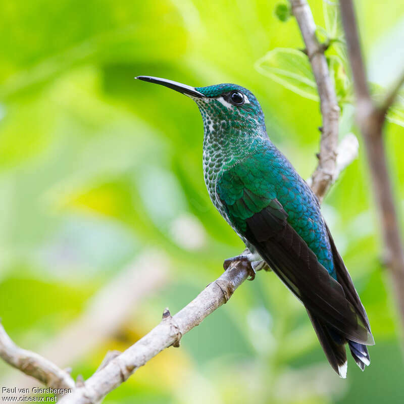 Green-crowned Brilliant female adult, identification