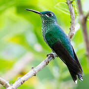 Green-crowned Brilliant