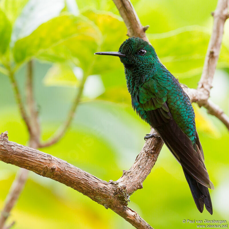 Green-crowned Brilliant male adult