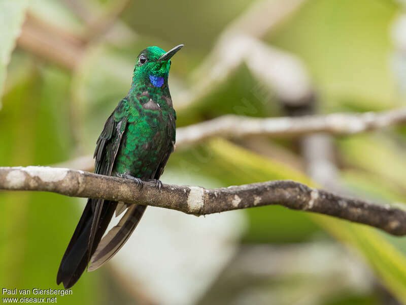 Green-crowned Brilliant male adult, identification