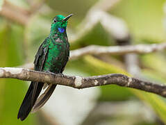 Green-crowned Brilliant