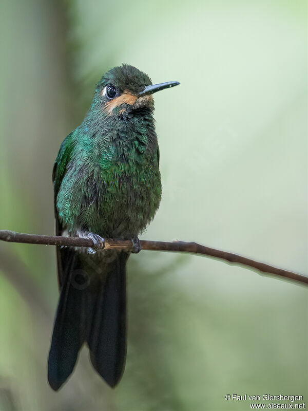 Green-crowned Brilliant male immature