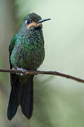 Green-crowned Brilliant