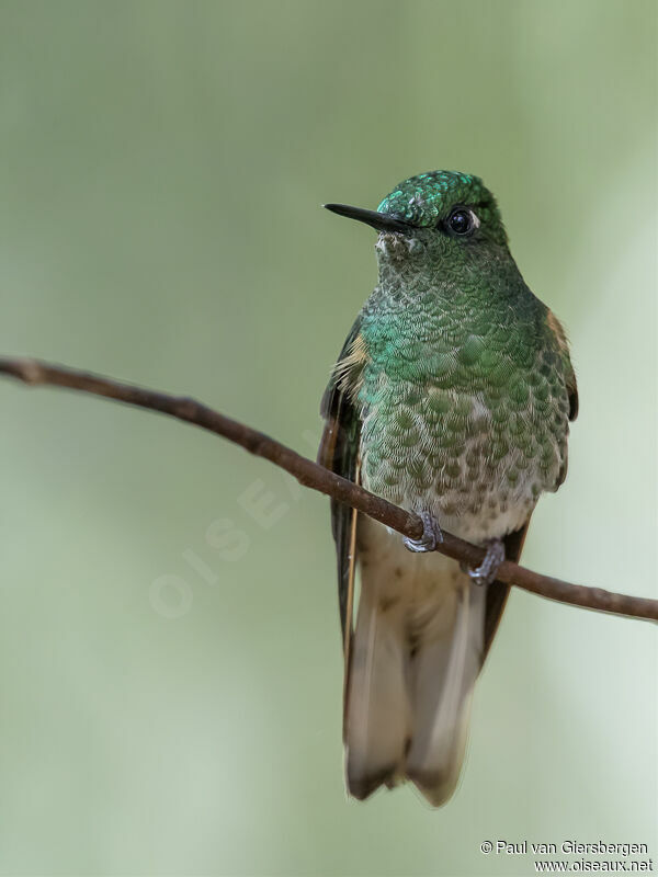 Green-crowned Brilliant female adult