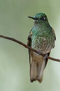 Green-crowned Brilliant