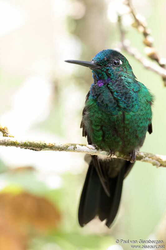 Green-crowned Brilliant male adult