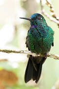 Green-crowned Brilliant