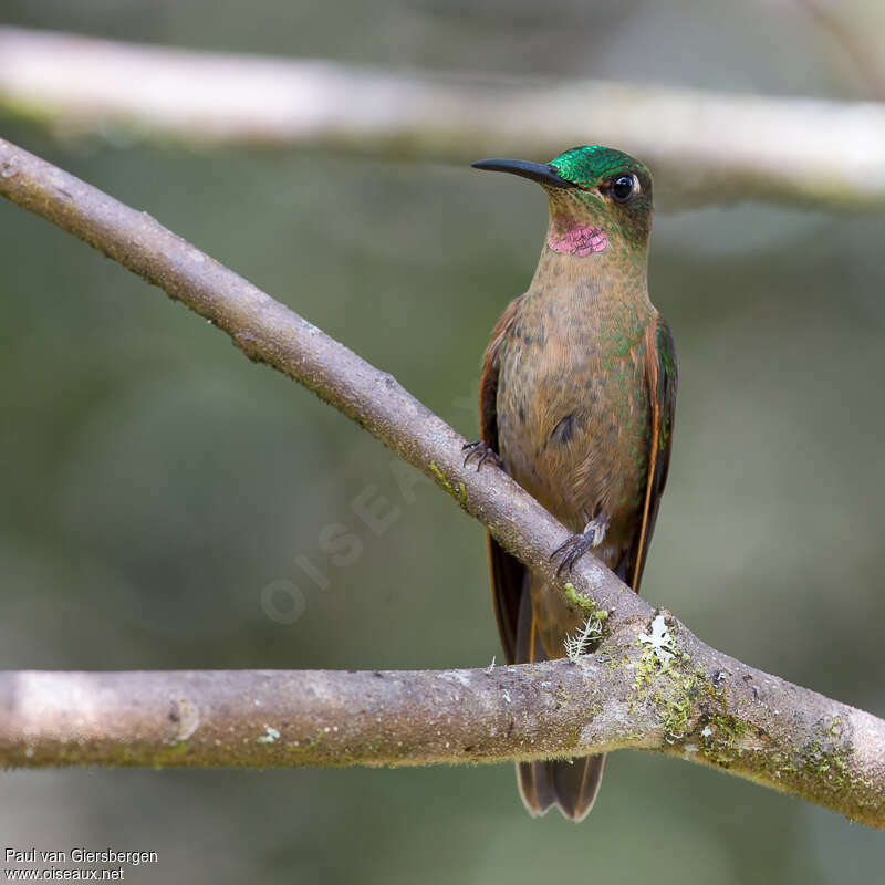 Fawn-breasted Brilliant male adult, identification