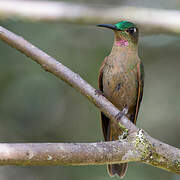 Fawn-breasted Brilliant