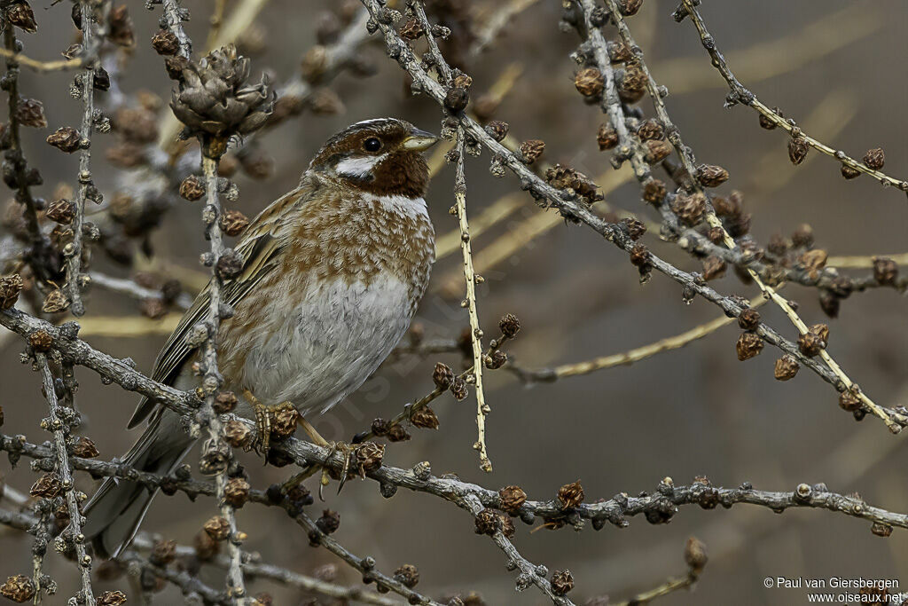 Bruant à calotte blanche mâle adulte nuptial