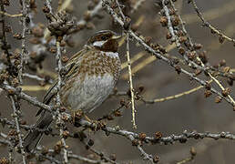 Pine Bunting