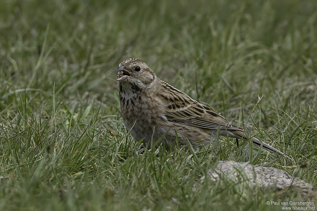 Bruant à calotte blanche femelle adulte