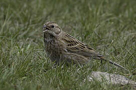 Pine Bunting