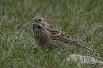 Bruant à calotte blanche