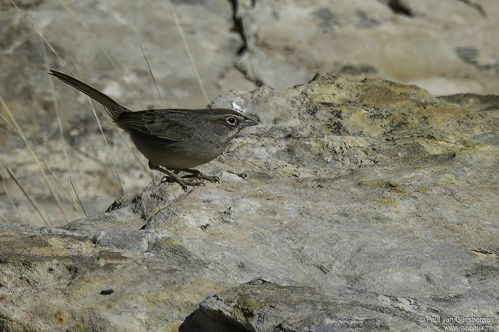 Rufous-crowned Sparrowadult