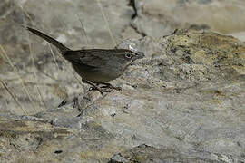 Rufous-crowned Sparrow