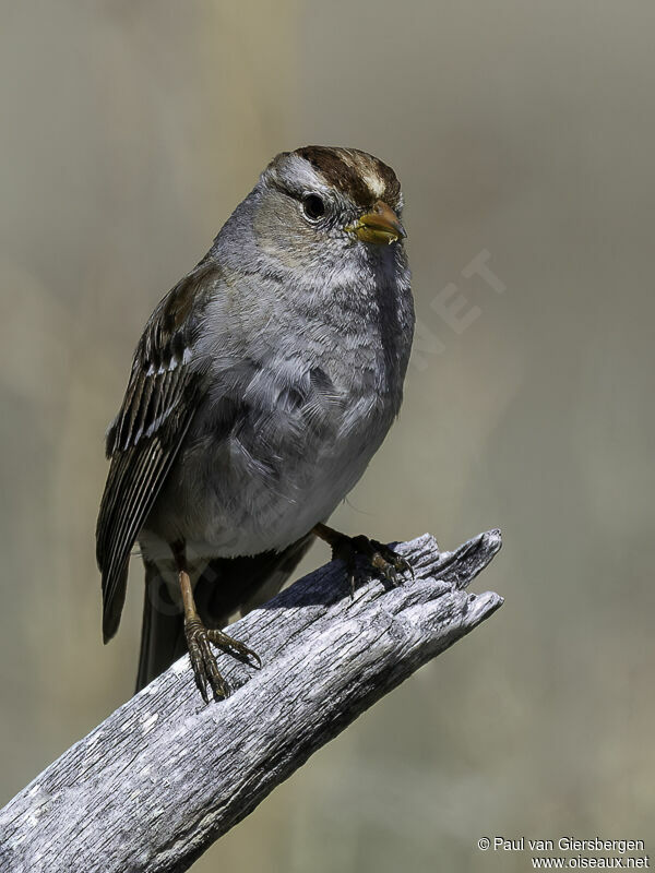 White-crowned Sparrow